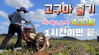 고구마줄기 400평 1시간이면 초토화  이보다 좋을 수는 없다 자색고구마 캐기