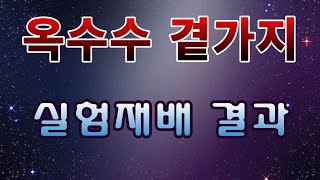 [텃밭농부. 1,156]  옥수수 곁가지 재배.  실험재배 결과분석 #옥수수재배