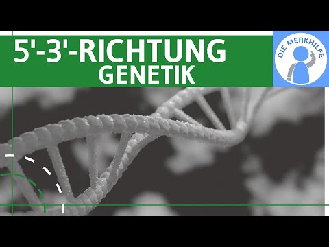 Warum wird immer in 5'-3'-Richtung synthetisiert? Genetik Grundlagen einfach erklärt