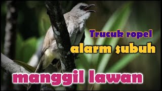 Download lagu Suara trucuk ropel, Suara trucuk ropel panjang. Trucukan alam liar mp3 Download lagu Suara trucuk ropel, Suara trucuk ropel panjang. Trucukan alam liar mp3
