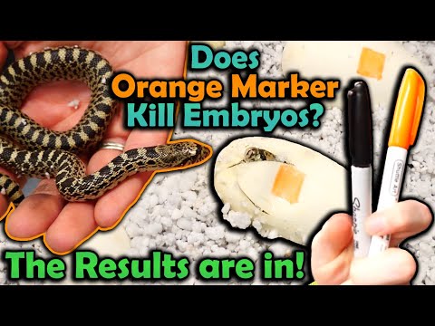 Bullsnakes from "The Marker Experiment" Hatching!