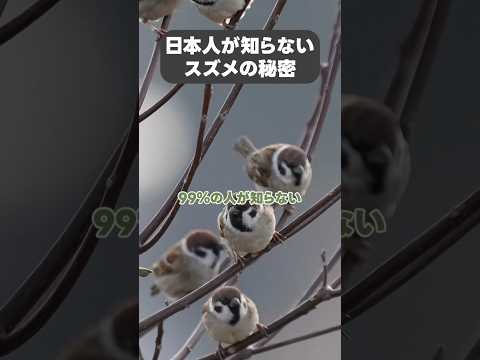 ベランダにスズメを呼び寄せるにはどうすればいいでしょうか？実践すべきすべての正しい行動  庭園