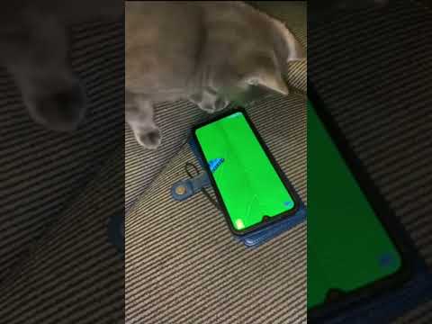 Toy For Cats - Games For Cat