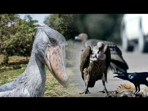 Dessa fåglar ryker först | TV4 Nyheterna | TV4 & TV4 Play