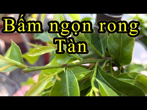 Bấm ngọn rong tàn cho mai vàng