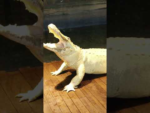 Did He Really See a Dragon?