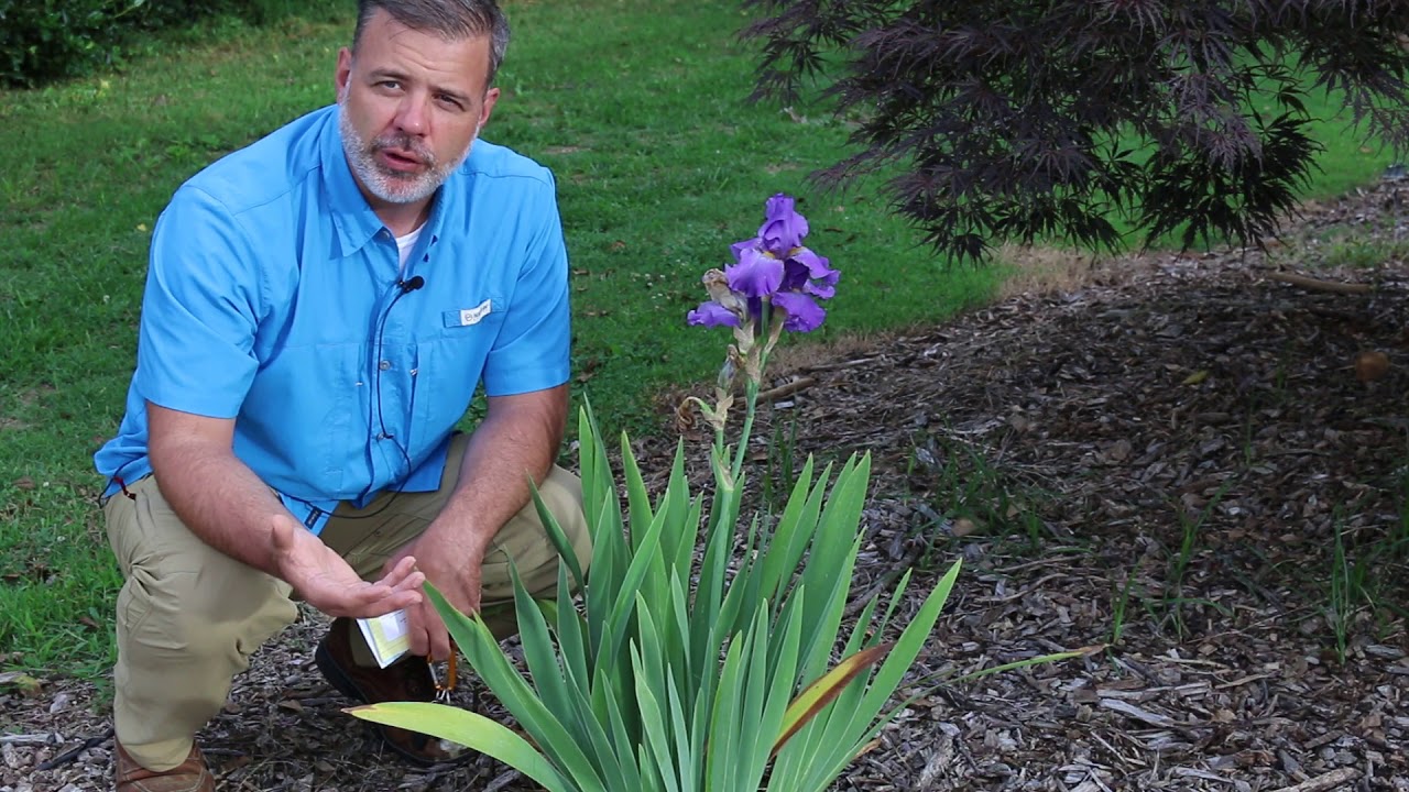 Iris (Iris spp.) - Plant Identification
