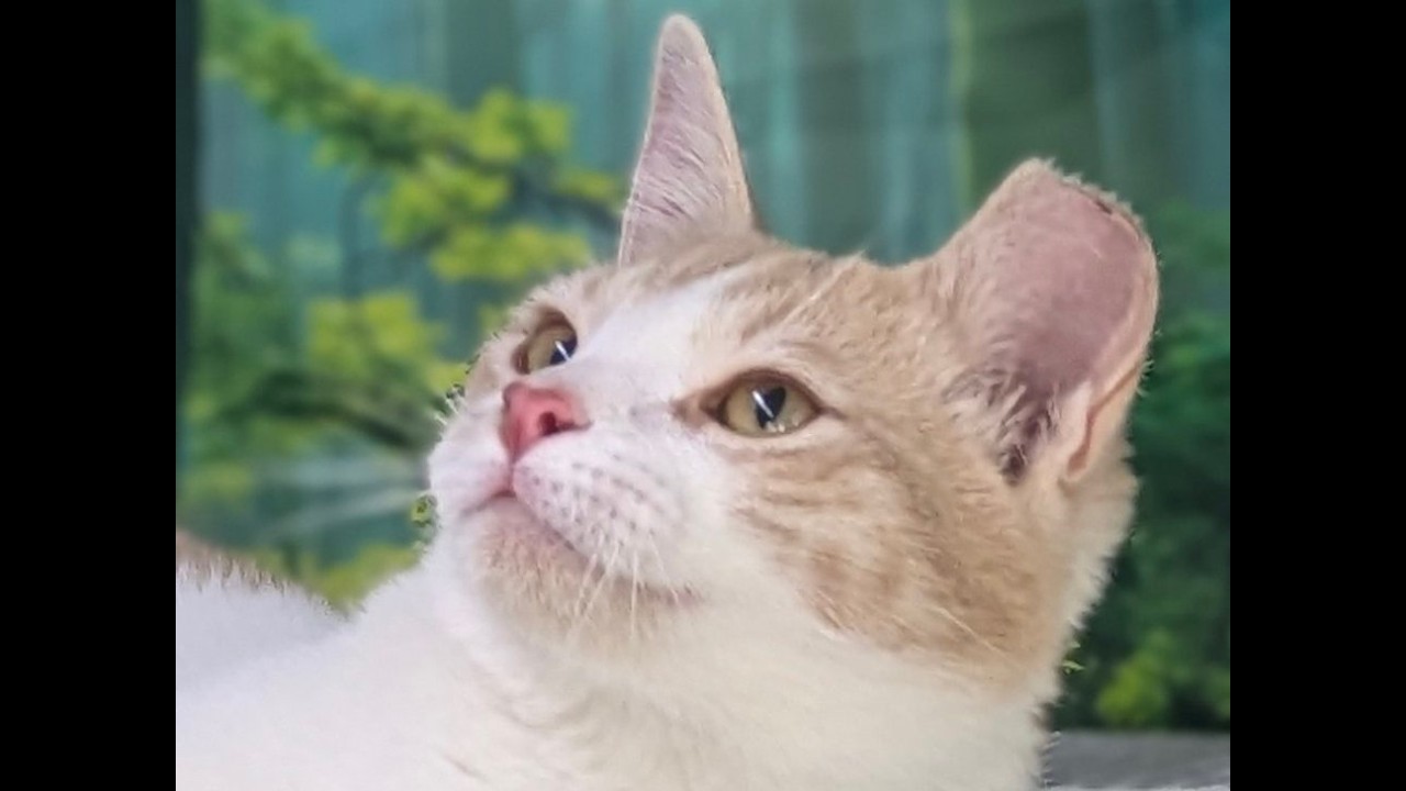 Enlarge Toddy, a Adoptable mixed breed in Monroe, WA video 6/6