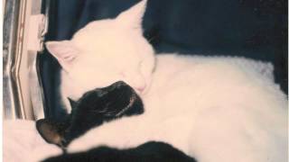 Daydream (Beach Fossils)