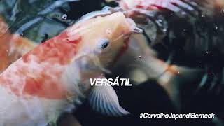 Vídeo