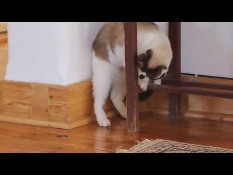 Mally Cat and The Lizard