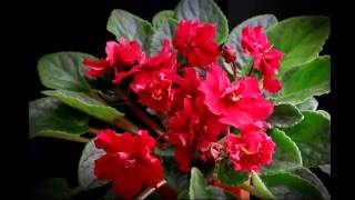 ,بنفشه آفریقایی, بهارجاوید/African Violet, Baharejavid,