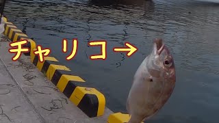 ぼとる初釣果！