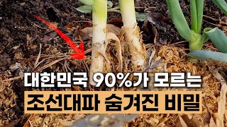 조선대파를 기를 수 밖에 없는 이유 #구조파 #토종대파 #에너지농법 #탄소농업 #유기농업