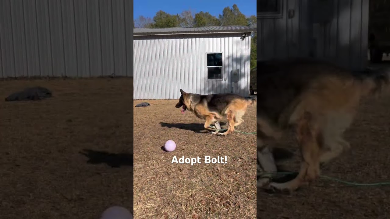 Enlarge BOLT , a ADOPTABLE German Shepherd Dog in Media, PA video 6/6