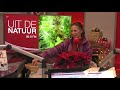 Wat zijn echte kerstkruiden?