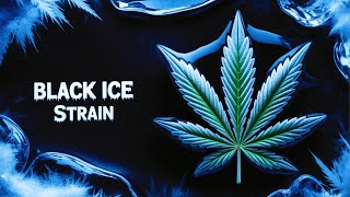 Purple Label Black Ice CHILLED Me Out...