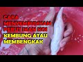 Ikan Hias Yang Perutnya Besar