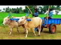 Bullock Cart Ride Bullock Cart Race Bullock Cart Videos Bulls Farms Oxen Cow Bullock Media