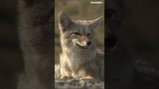 Download lagu Chile #travel #explore #chile #wildlife #tours #animals #adventure #trending #digidi #2026 #shorts mp3