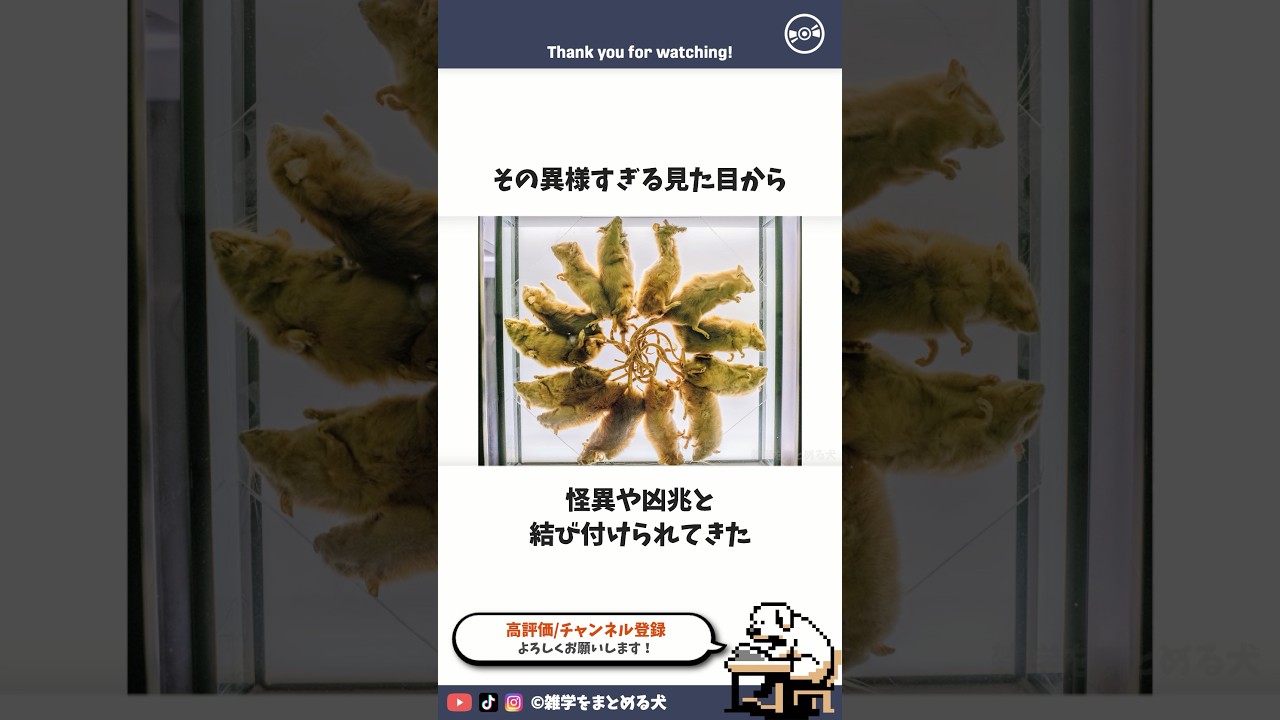 ラットキング #雑学