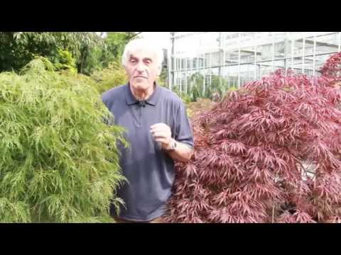 Japanischer Ahorn im VOL.AT-Gartentipp