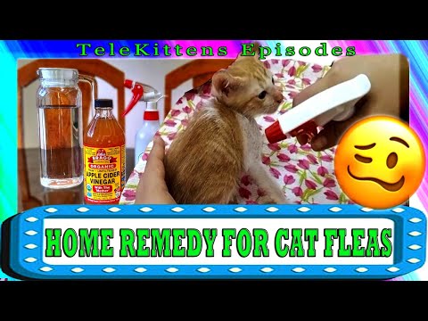 Home Remedy for Cat Fleas | Apple Cider Vinegar and Water | Po, Laa-Laa, Tinky Winky | TeleKittens