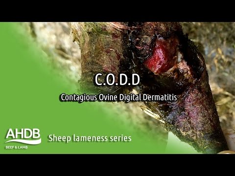 , title : 'C.O.D.D - Sheep Lameness series'