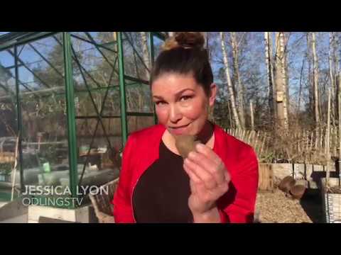 Odla Potatis 3 knep för stor eller tidig skörd - Sticklingar , Midsommarpotatis