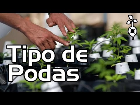 Podas Top,  Super Cropping,  Amarras, CUPOM10%OFF GROW  MACONHA  CANNABIS CULTIVO INDOOR PAINEL LED