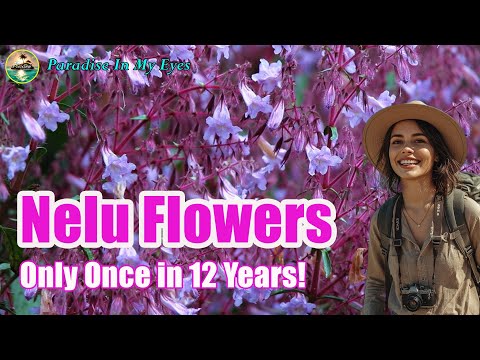 Nelu Flowers Bloom After 12 Years 🌸 Horton Plains Sri Lanka 2025