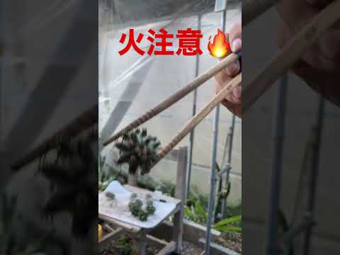 園芸 サボテンのとげ