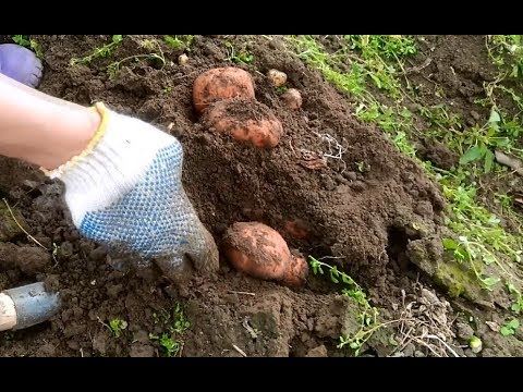 Зверек подкапывающий картошку. Копаем картошку музыка. Копают картошку на даче. Картофель в огороде. Копаем картошку музыка.