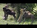 Wildebeest Managed To Escape And Bit The Leopard Neck Knocking It Down Wild Nature Sightings