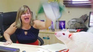 Broma pesada a mi madre con ratones vivos en su oficina Broma pesada a mi madre con ratones vivos en su oficina