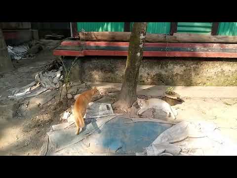 Cat _ Nice & good l Fahim Arnob l new video 2020