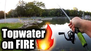 Best Time for TOPWATER is NOW! Topwater Bass Fishing is on FIRE 🔥