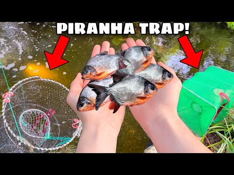 Os peixes piranhas de crescimento mais rápido do mundo estão invadindo meu lago!! (A ARMADILHA DE PEIXE FUNCIONA)