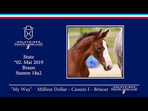 Holsteiner Elite-Fohlenauktion 2019 - Nr. 65 My Way v. Million Dollar-Cassini I