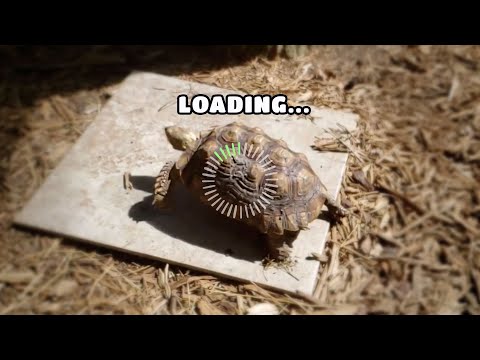 Slowest Turtle