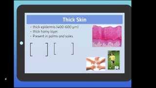 Skin (Lecture1)