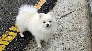 강아지는 산책을 얼마나 해야 '산책'이라는 말에 무덤덤해질까?