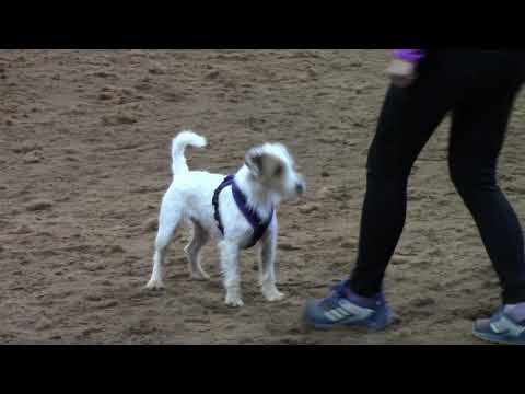 Parson russell terrier Darla agility training