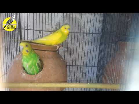 Adeeba birds farm & pets