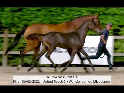 Willow vd Bucxtale