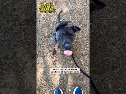 JONAS - see video, an adoptable Staffordshire Bull Terrier Mix in Marietta, GA_image-1