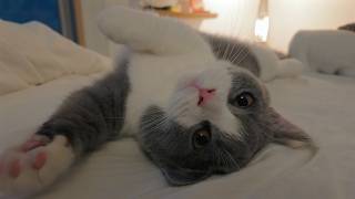 この動画で12回は「可愛い」って言ってます