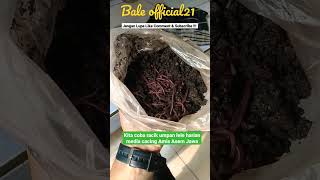 Download lagu UMPAN AMPUH MANCING LELE HARIAN !!! #umpanjitu #mancinglele #lele #shorts mp3 Download lagu UMPAN AMPUH MANCING LELE HARIAN !!! #umpanjitu #mancinglele #lele #shorts mp3