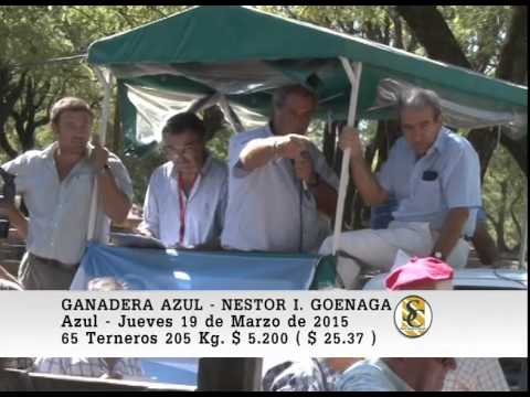 Venta de Machos - Ganadera Azul S.A. - Nestor I. Goenaga & Cia - Azul. 19-03-2015