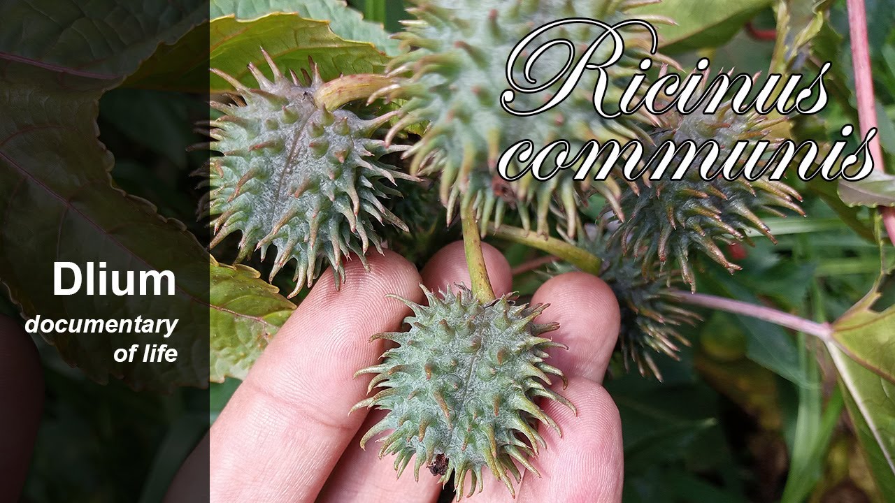 Ricinus (Ricinus communis) - YouTube